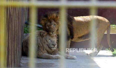 In Picture: Taman Safari Gunung Putih Lesatri Kembali DIbuka