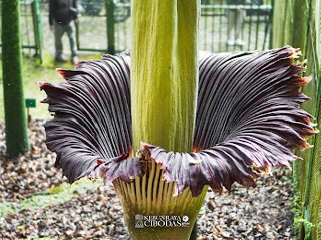 Momen Langka, Bunga Bangkai Mekar Sempurna di Kebun Raya Cobodas