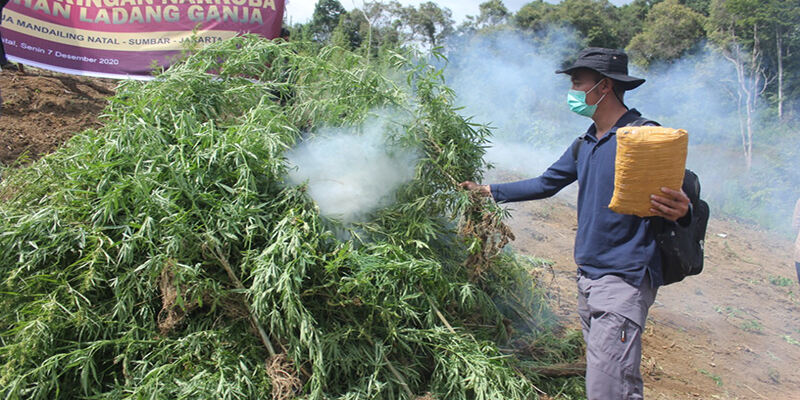 Temukan Empat Hektare Ladangnya di Aceh Utara, BNN Bersama TNI-Polri Musnahkan 3 Ton Ganja Siap Panen
