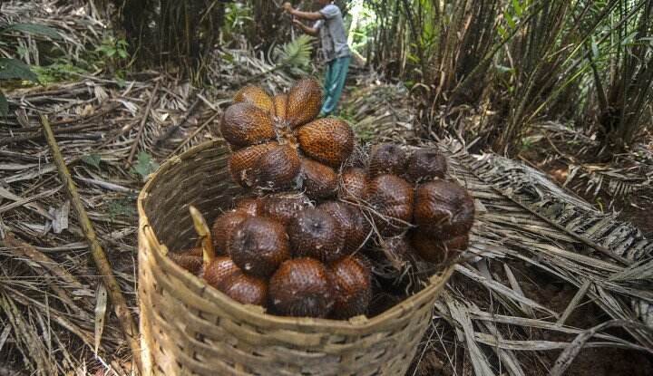 Penting! Apa Boleh Penderita Diabetes Makan Buah Salak? Ternyata…