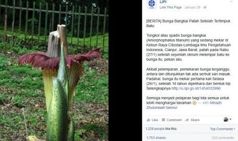 Bunga Bangkai Setinggi 289 Sentimeter Mekar di Cibodas