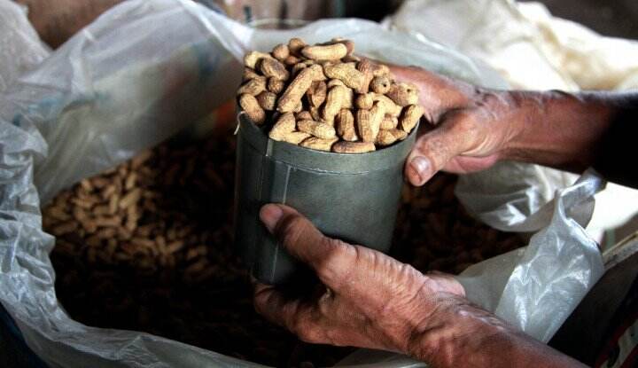 Ternyata Kacang Tanah Mampu Meredakan Stres, Hal Ini karena...