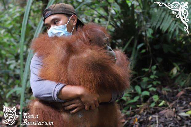 Selly, Maya dan Nicky Lulus Rehabilitasi dan Kembali ke Hutan