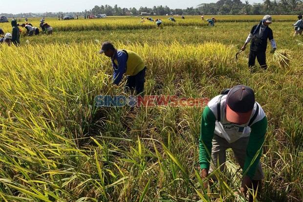 Dukung Pembiayaan Petani OJK Inisiasi KUR Berbasis Klaster