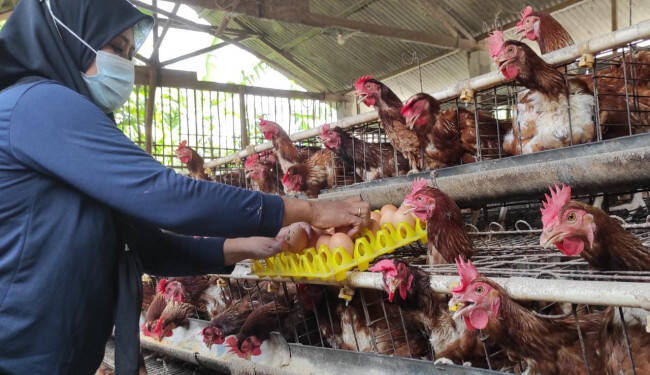 Harga Telur Anjlok, Pemkab Jombang Minta OPD Borong Telur