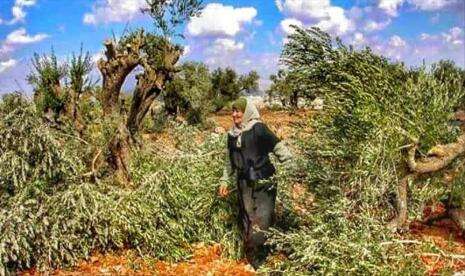 Pemukim Yahudi Hancurkan 9.300 Pohon Zaitun Warga Palestina
