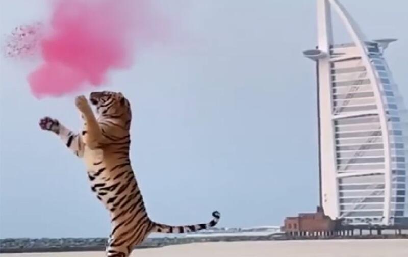Pasangan Ini Dikecam Usai Gunakan Harimau Liar untuk Pesta `Gender Reveal`