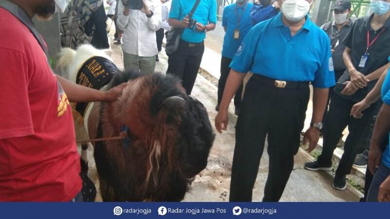 Kambing Juara Kontes Dihargai Rp 35 Juta
