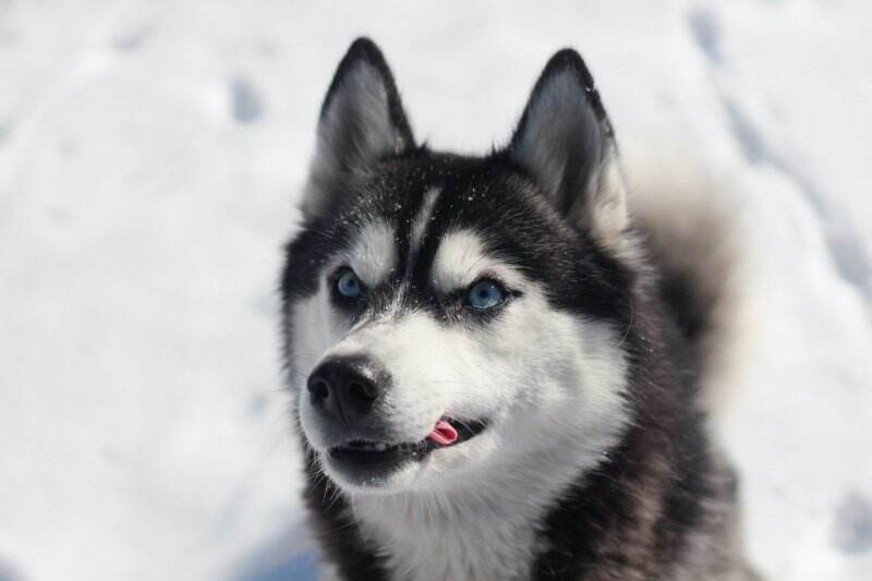 Anjing Husky: Sejarah, Karakteristik, dan Harganya