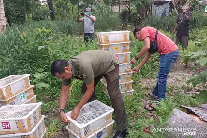 Waduh, 840 Burung Tanpa Dokumen Resmi Disita