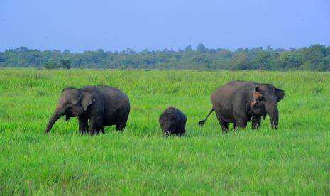 Suhadak, Ubah Konflik Gajah Jadi Kawasan Ekowisata