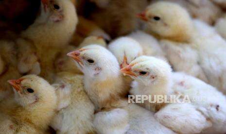 Kasus Flu Burung Terdeteksi di Jepang