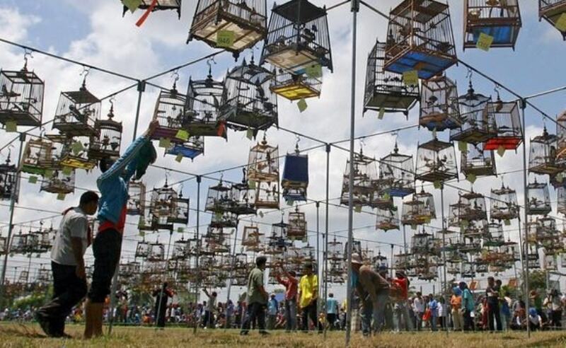 Siap-siap, Festival dan Lomba Burung Berkicau di Tanbu Segera Digelar