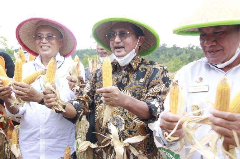Panen Raya Jagung Di Bengkulu Fadel Dorong Daerah Tingkatkan Komoditas Pangan