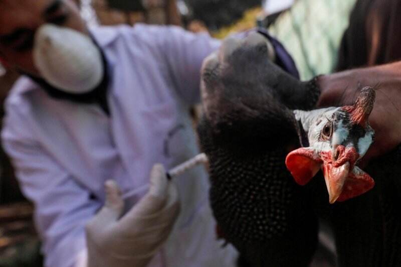 Jepang Deteksi Wabah Flu Burung, 143 Ribu Ayam Dimusnahkan