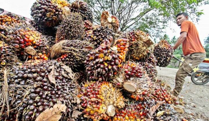 CPOPC: Program SOP untuk Petani Sawit di Negara-Negara Produsen