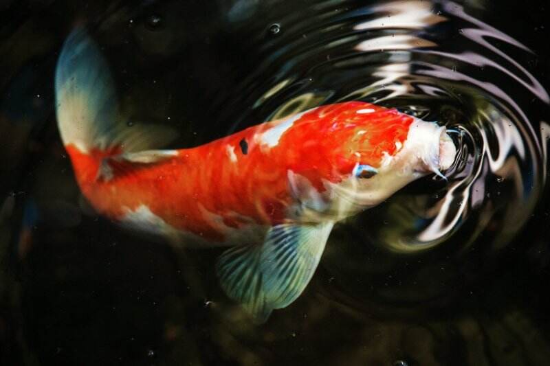 10 Ikan Hias Air Tawar yang Menarik untuk Mempercantik Akuarium