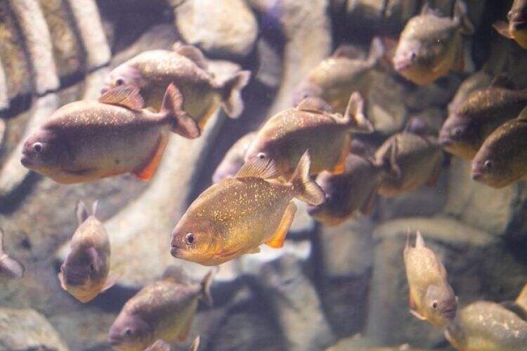 Selamatkan diri dari serbuan tawon, tiga pria apes diserang piranha