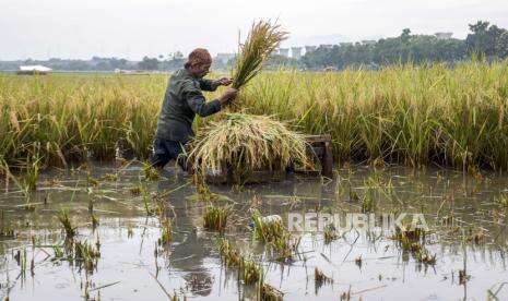 In Picture: Petani Panen Padi Lebih Awal Akibat Banjir