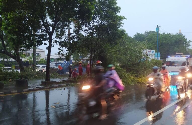 Pohon Tumbang Depan Pasar Batuah Martapura, Lalin Sedikit Terganggu