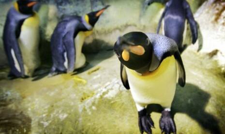 Penguin Antartika Tempuh Jarak 3.000 Kilometer ke Selandia
