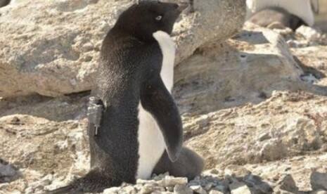 Penguin Antartika Langka Tempuh 3.000 Km ke Selandia Baru