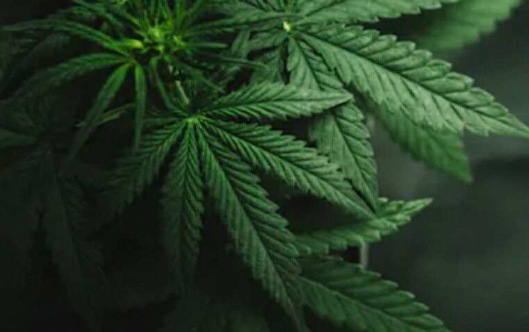 Malaysia Izinkan Penggunaan Ganja untuk Keperluan Medis