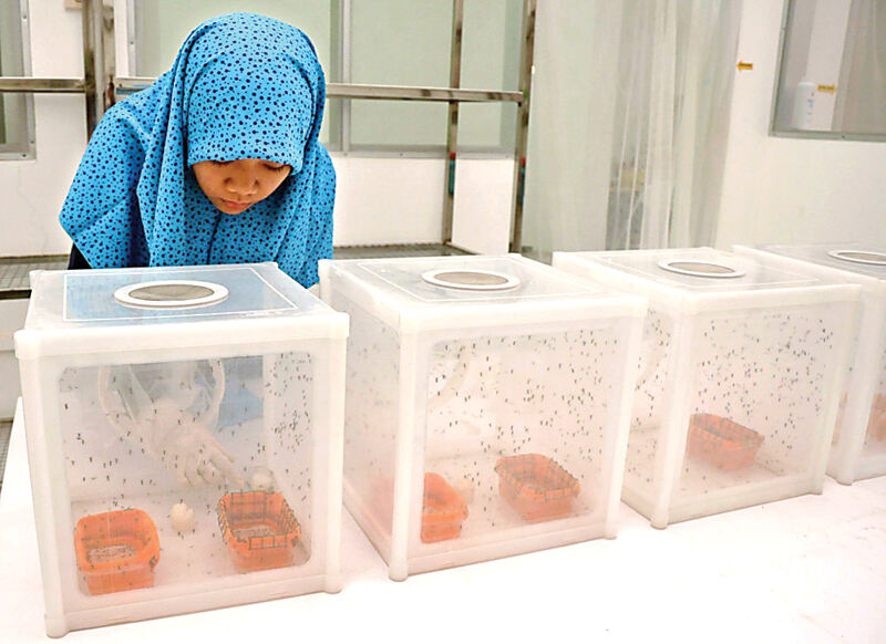 Dari Jogjakarta, World Mosquito Program Perangi Demam Berdarah