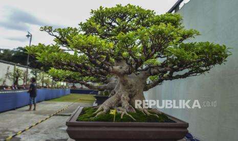 Ratusan Bonsai Terbaik di Indonesia Tampil di Surabaya