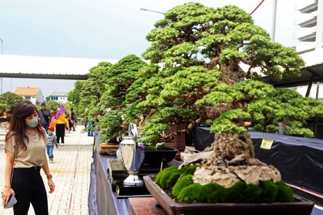 Ratusan Pohon Bonsai Terbaik dari Indonesia Dipamerkan di Surabaya