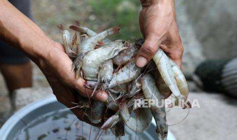 Belitung Ajak Investor Kembangkan Udang Vaname