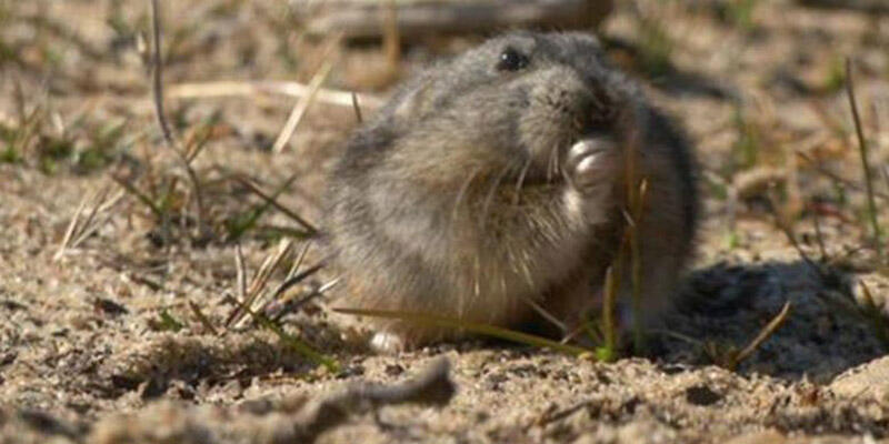 Sindrom Tikus