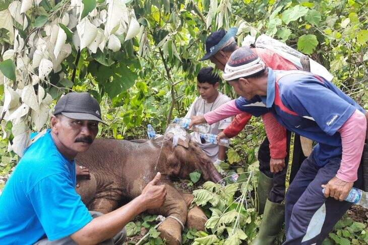 Seekor Anak Gajah Kena Jerat di Aceh Jaya, Belalainya Nyaris Putus