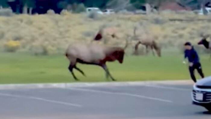 Video Viral, Rusa Banteng Kejar Turis yang Mendekat