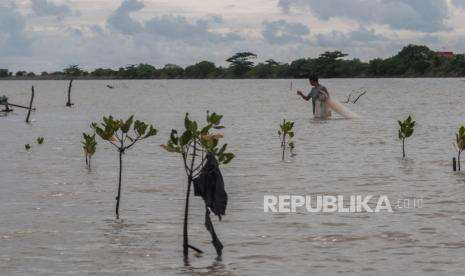PT Timah Tanam 34 Ribu Batang Mangrove