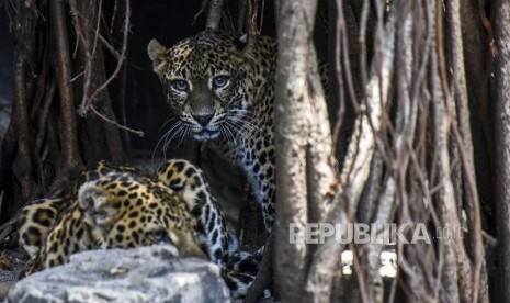 Macan Tutul, Sang Pengawal Hutan di Pulau Jawa