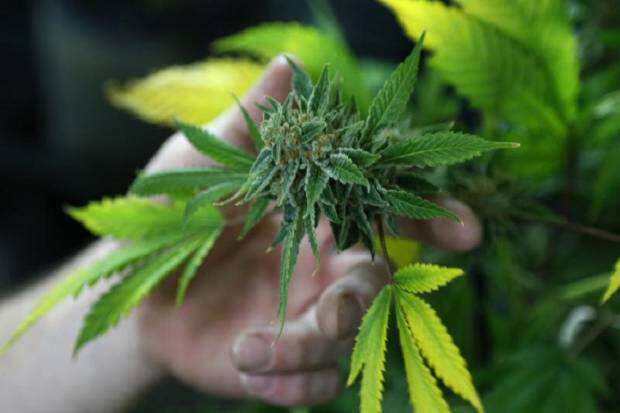 Jerman Bakal Legalkan Ganja