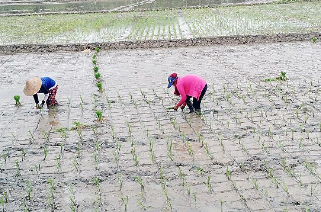 Hujan, Waspada Hama dan Bakteri