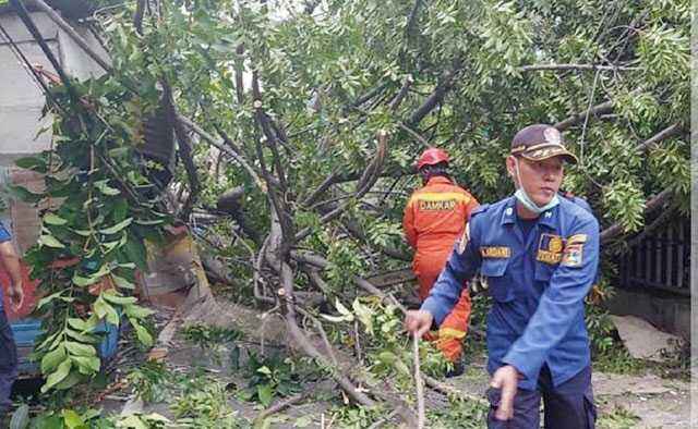 26 Pohon Tumbang akibat Angin Kencang
