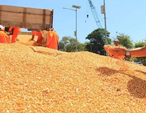 Stok Jagung Nasional Diperkuat di Sentra Produksi
