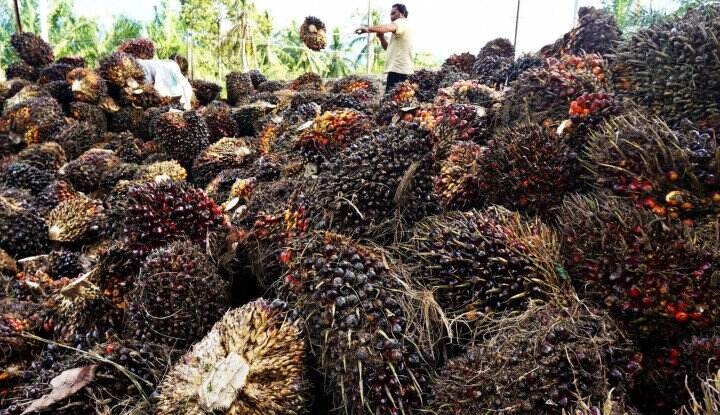 Miliki Kebun Sawit Paling Luas, Riau Siapkan 6 Strategi Kebijakan di Sektor Sawit