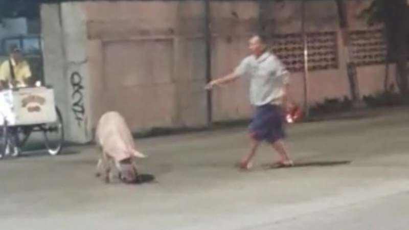 Lepas dari RPH saat Hendak Disembelih, Babi Putih Bikin Heboh Jalur PanturaTegal