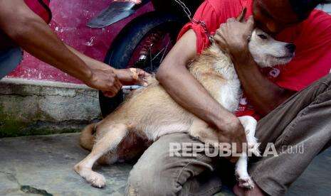 Bocah Enam Tahun Positif Rabies di Sikka NTT