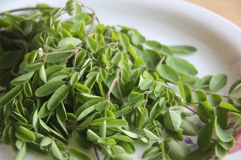 Manfaat Teh Daun Kelor, Tingkatkan Daya Tahan Tubuh
