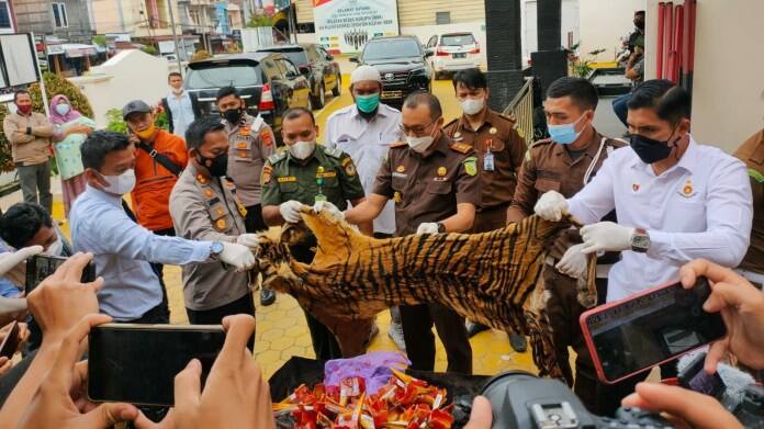 Kejari Aceh Tengah Musnahkan Kulit Harimau,Paruh Rangkong dan sisik Trenggiling