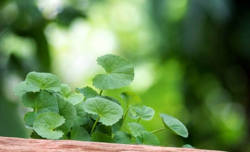 Ini Dia Manfaat Skincare dengan Kandungan Centella Asiatica yang Perlu Kamu Tahu