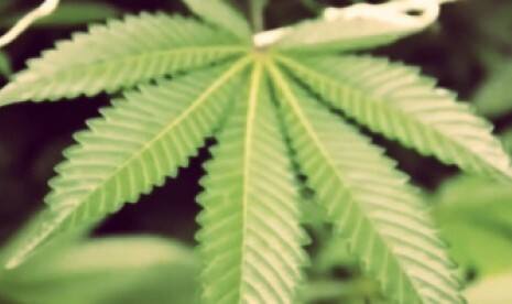 Taliban Ingin Ikut Jejak Australia Kembangkan Industri Ganja