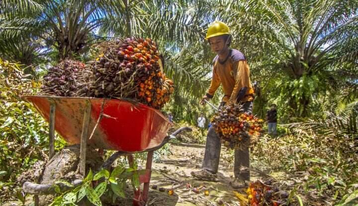 Kemenaker Titip Pesan ke Perusahaan Pengelola Sawit: Jangan Lupa Sediakan Perlindungan bagi Pekerja