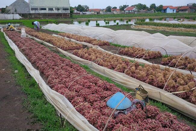 Harga Jual Anjlok, Petani Diajak Membuat Olahan Bawang