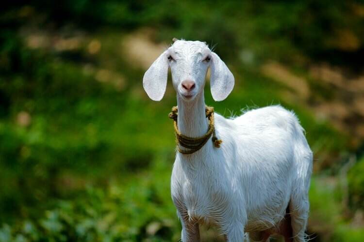 Kronologis Lengkap Kakek 60 Tahun Diduga Cabuli Kambing Sampai Mati